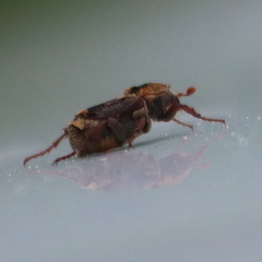 Valgus canaliculatus