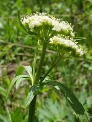 Valeriana occidentalis