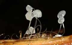 Mycena maldea