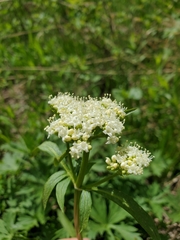 Valeriana occidentalis
