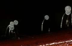 Mycena maldea