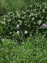 Pontederia crassipes