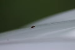 Valgus canaliculatus
