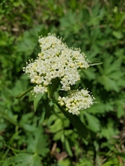 Valeriana occidentalis