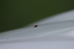 Valgus canaliculatus