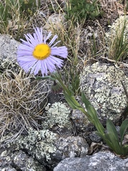 Erigeron formosissimus