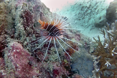 Pterois radiata