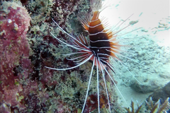 Pterois radiata