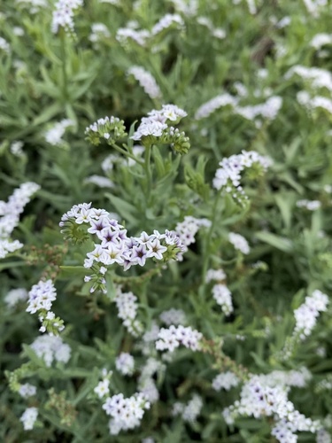 iNaturalist observation photo of alkali heliotrope