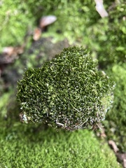 Dicranum flagellare