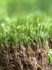 Dicranum flagellare