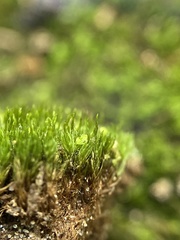 Dicranum flagellare