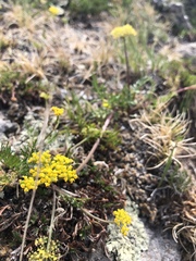 Cymopterus lemmonii