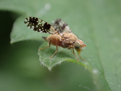 Tephritis conura