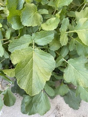 Brassiceae