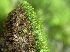 Dicranum flagellare
