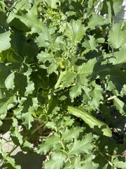 Brassiceae