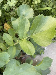 Brassiceae
