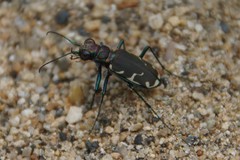 Cicindela ancocisconensis
