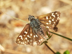 Spialia orbifer