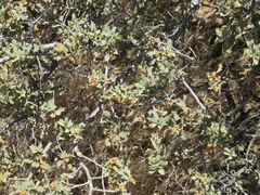 Quercus john-tuckeri