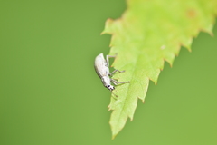Aphrastus taeniatus