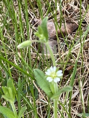 Cerastium beeringianum