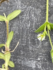 Cerastium beeringianum