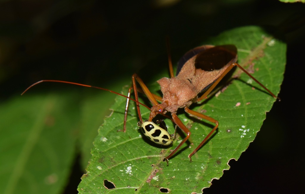 Montina fumosa