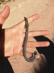 Natrix helvetica sicula