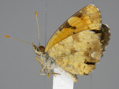 Phyciodes tharos orantain