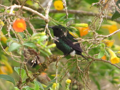 Chaetocercus heliodor