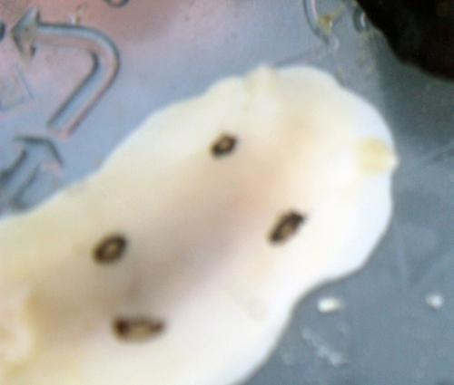 Diaulula sandiegensis