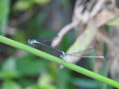 Acanthagrion quadratum