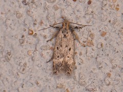 Neodactylota liguritrix