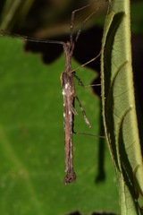 Pseudophasmatini