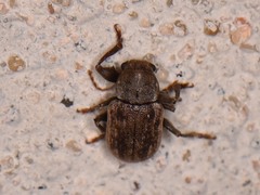 Xanthonia vagans