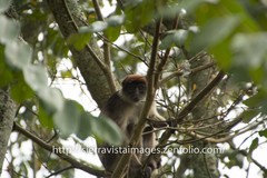 Piliocolobus tephrosceles