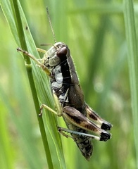 Melanoplus viridipes