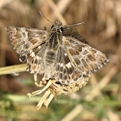Muschampia baeticus