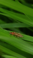 Cantharis pallida