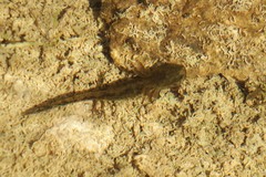 Ambystoma 'unisexual complex'
