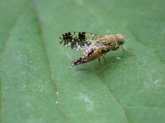 Tephritis conura