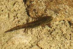 Ambystoma 'unisexual complex'