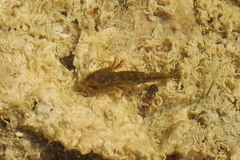 Ambystoma 'unisexual complex'
