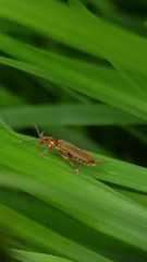 Cantharis pallida