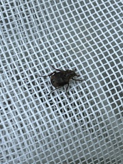 Valgus canaliculatus