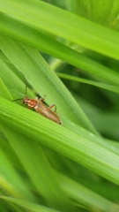 Cantharis pallida