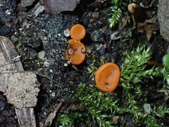 Pulvinula convexella