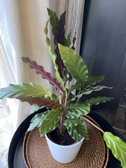 Goeppertia rufibarba